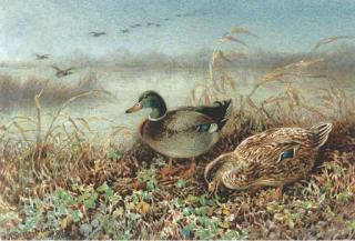 Harrison William Weir, R.I. - Mallards On A Bank