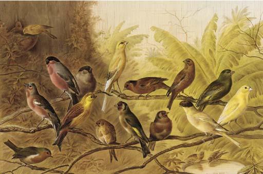 Harry Bright - A chorus of song birds in an aviary