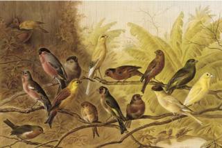 Harry Bright - A chorus of song birds in an aviary