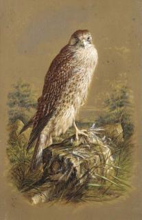 Harry Bright - A sparrow hawk