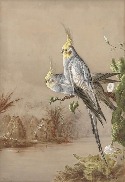 Harry Bright - Cockatiels by a river with a native encampment beyond