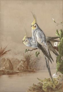 Harry Bright - Cockatiels by a river with a native encampment beyond