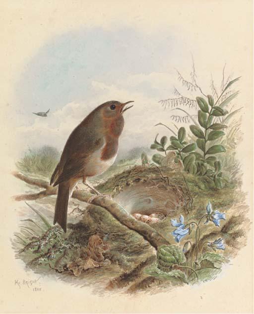 Harry Bright - Guarding the nest