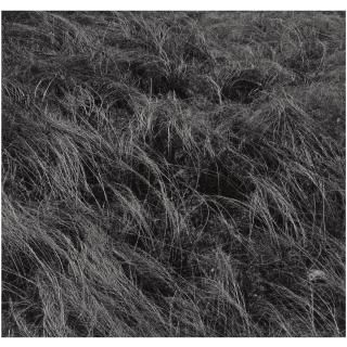 Harry Callahan - Aix-En-Provence, 1957