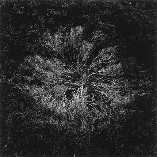 Harry Callahan - Cape Cod