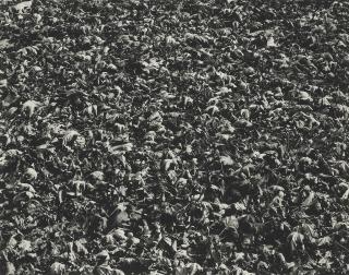 Harry Callahan - Chicago, C. 1947-1953