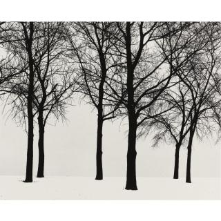 Harry Callahan - Chicago (Trees In Snow)