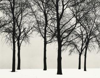 Harry Callahan - Chicago (Trees In Snow)
