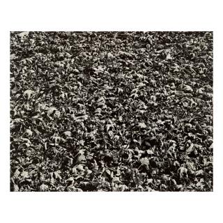 Harry Callahan - Chicago