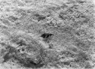 Harry Callahan - Detroit