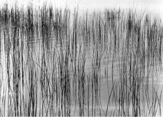 Harry Callahan - Detroit