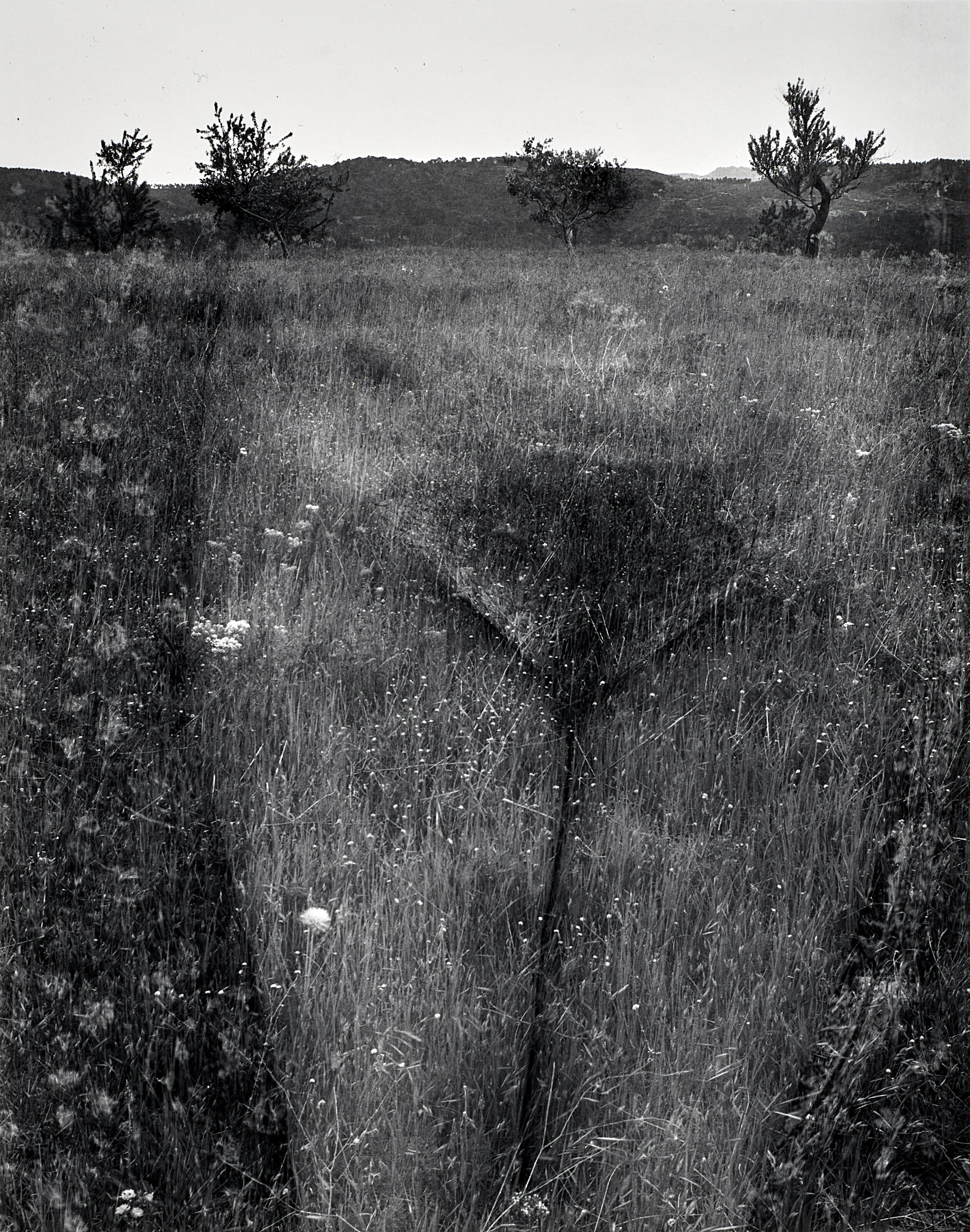 Harry Callahan - Eleanor, Aix-en-Provence, France, 1958