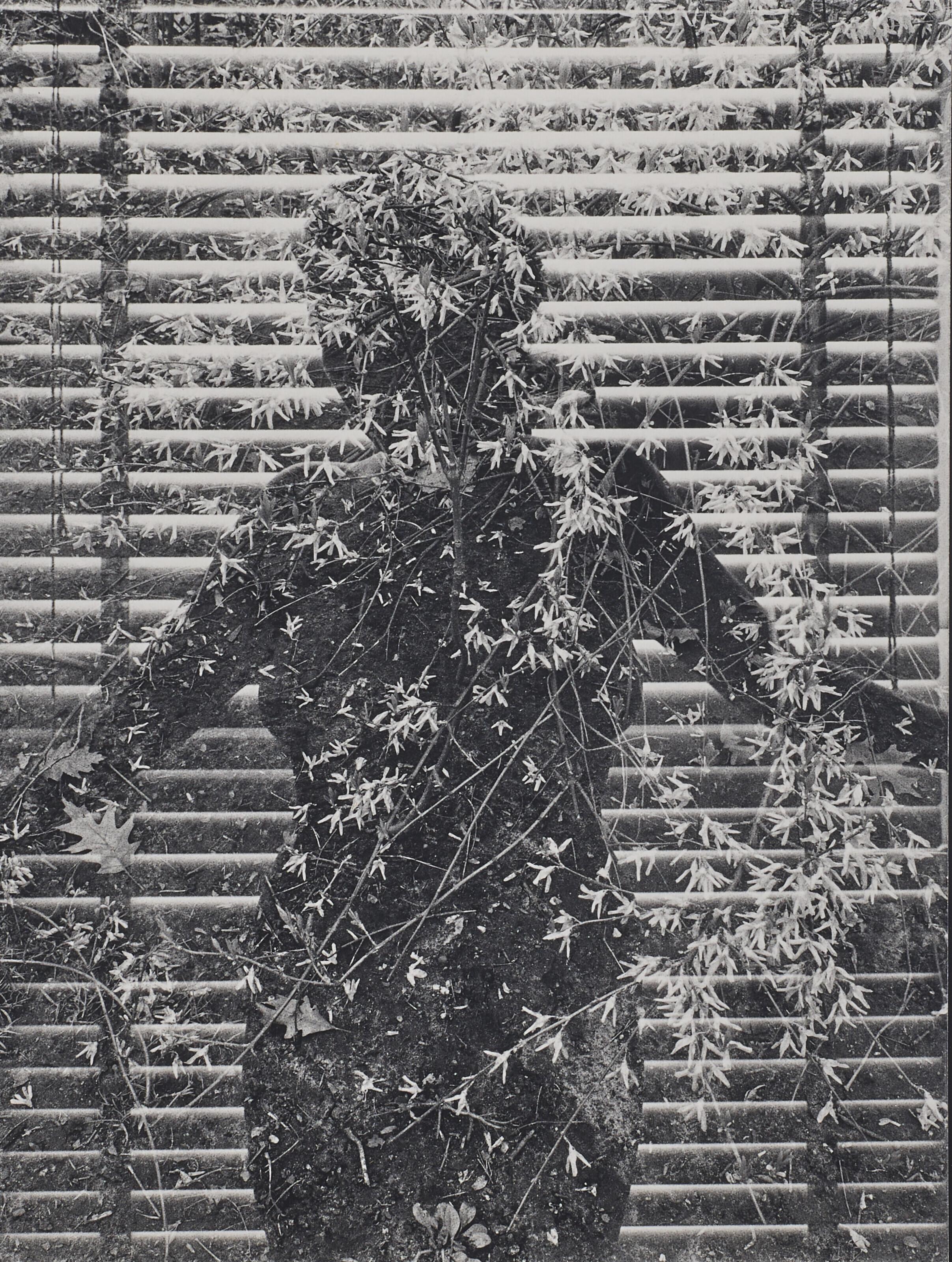 Harry Callahan - Eleanor, Chicago, 1953