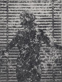 Harry Callahan - Eleanor, Chicago, 1953