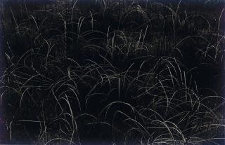Harry Callahan - Grasses, Wisconsin, 1959