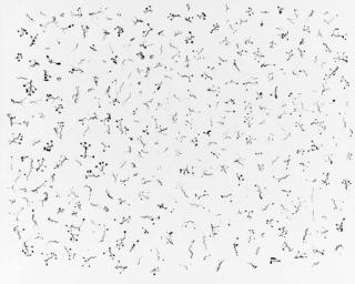 Harry Callahan - Ivy Tentacles on Glass, Chicago (c.1952)