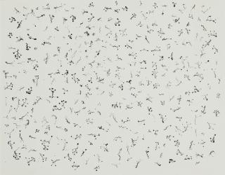 Harry Callahan - Ivy Tentacles On Glass