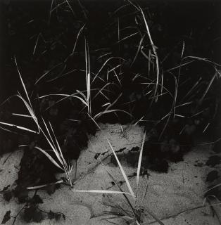 Harry Callahan - Lake Michigan (Reeds)