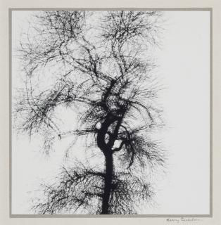 Harry Callahan - Multiple Exposure Tree, Chicago, 1956
