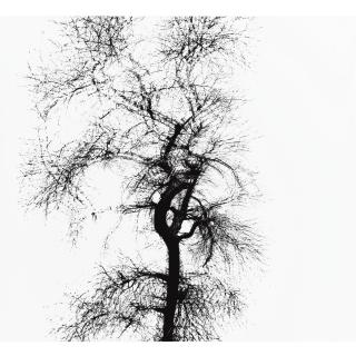 Harry Callahan - Multiple Exposure Tree, Chicago