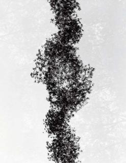Harry Callahan - Multiple Exposure Trees, Detroit