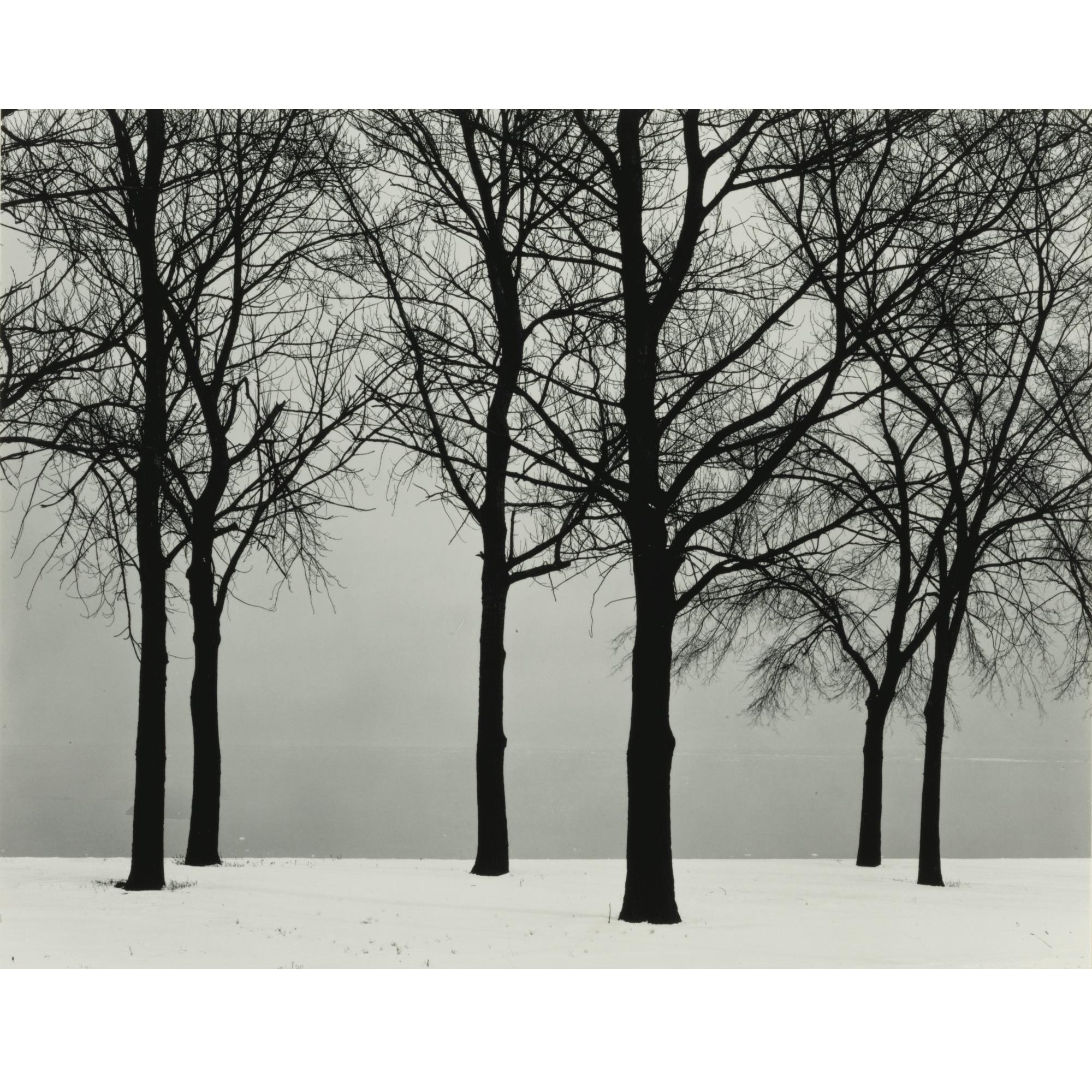 Harry Callahan - Trees And Mist (Chicago, Trees In Snow)