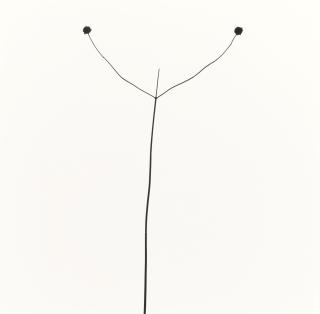 Harry Callahan - Weed Against Sky, Detroit