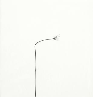 Harry Callahan - Weed Against Sky