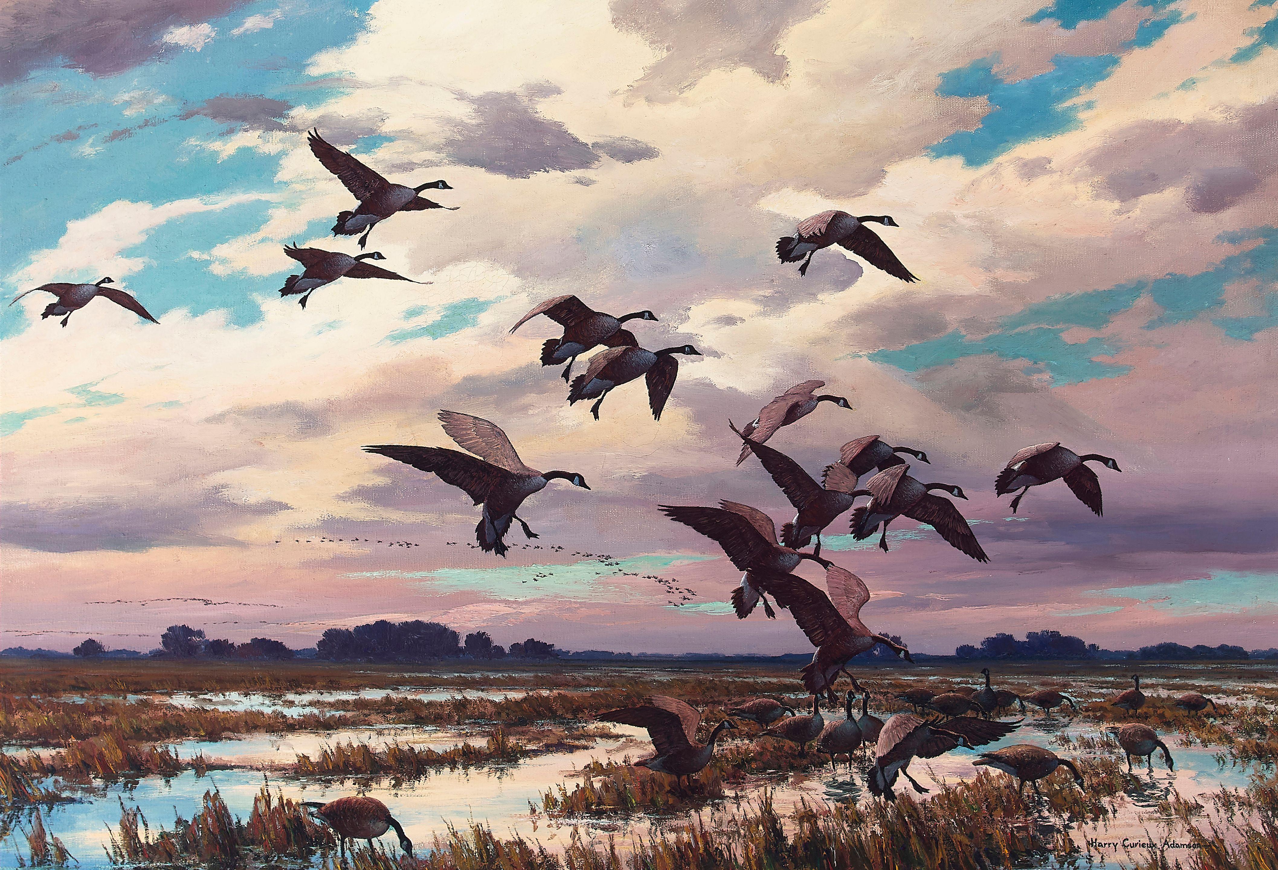 Harry Curieux Adamson - Canada Geese, Marsh Landing 22 x 32 in. framed 27 x 36 1/2 in.