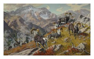 Harry Curieux Adamson - Canadian Grandeur - Stone Sheep