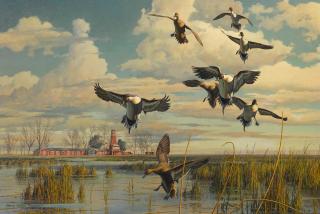Harry Curieux Adamson - Coming In - Pintails in the San Joaquin Valley