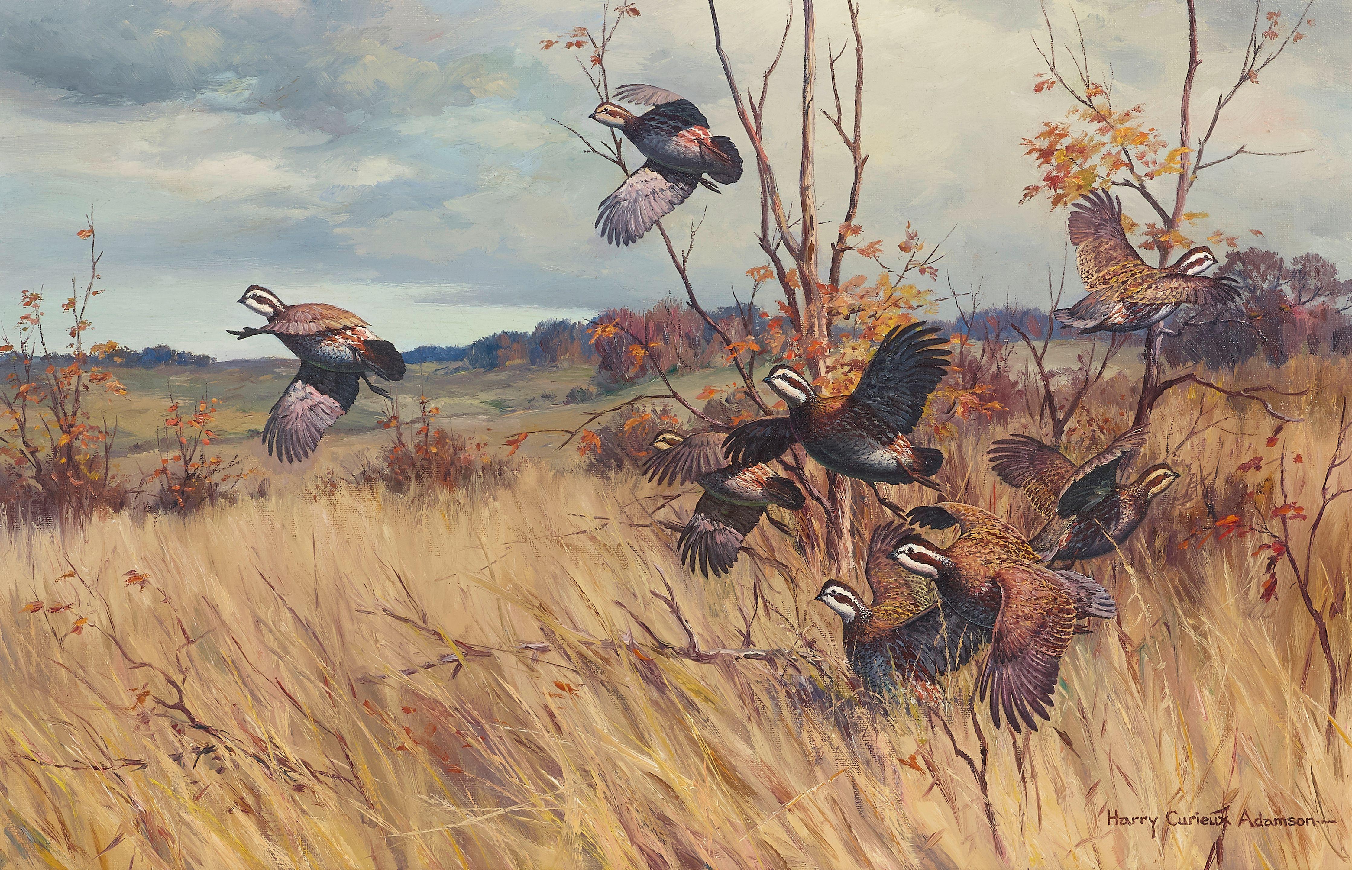 Harry Curieux Adamson - Quail Covey Rising from Grasses