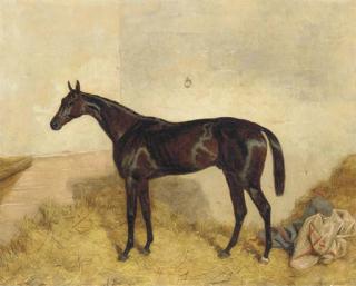 Harry Hall - A dark bay racehorse in a loosebox