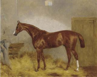 Harry Hall - Cymbal, a chestnut racehorse in a stable