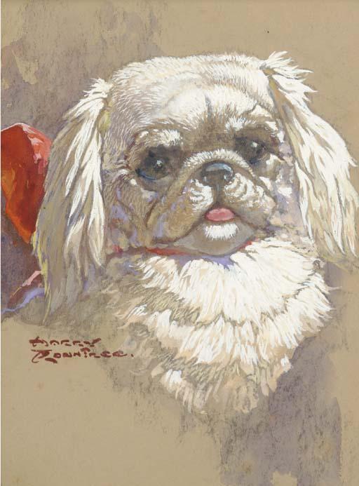 Harry Rowntree - The head of a pekingese