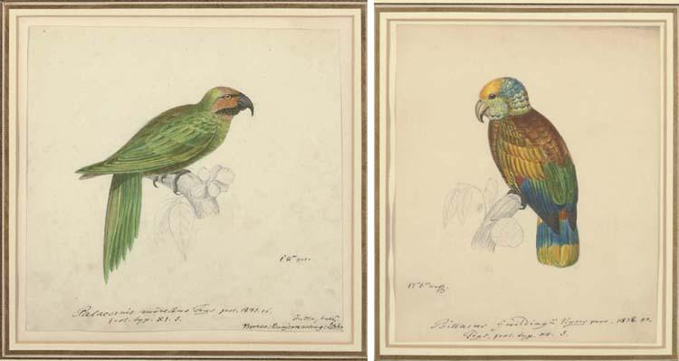 Heinrich Gottlieb Ludwig Reichenbach - A Pair of Parrots