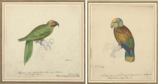 Heinrich Gottlieb Ludwig Reichenbach - A Pair of Parrots