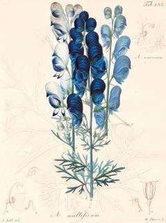 Heinrich Gottlieb Ludwig Reichenbach - Illustratio specierum aconitis generis, Leipzig, 1823-1827, original boards