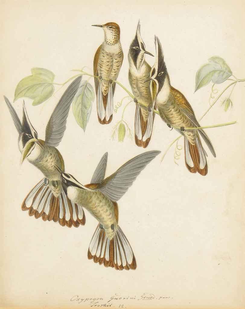 Heinrich Gottlieb Ludwig Reichenbach - Three studies of Humming Birds