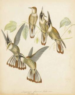Heinrich Gottlieb Ludwig Reichenbach - Three studies of Humming Birds