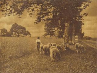 Heinrich Kühn - Ohne Titel (Heimtrieb)
