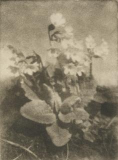Heinrich Kühn - \'Primrose, Tyrol\', 1907