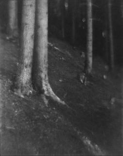 Heinrich Kühn - Waldlichtung