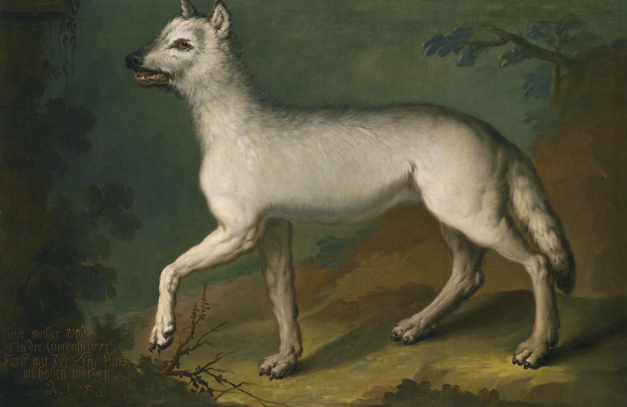 Heinrich Lihl - A White Wolf In A Landscape