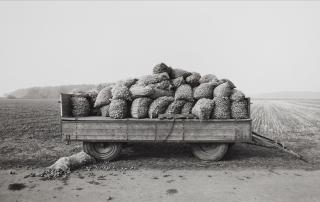 Heinrich Riebesehl - Schillerslage, Hannover (aus der Serie: Agrarlandschaften)