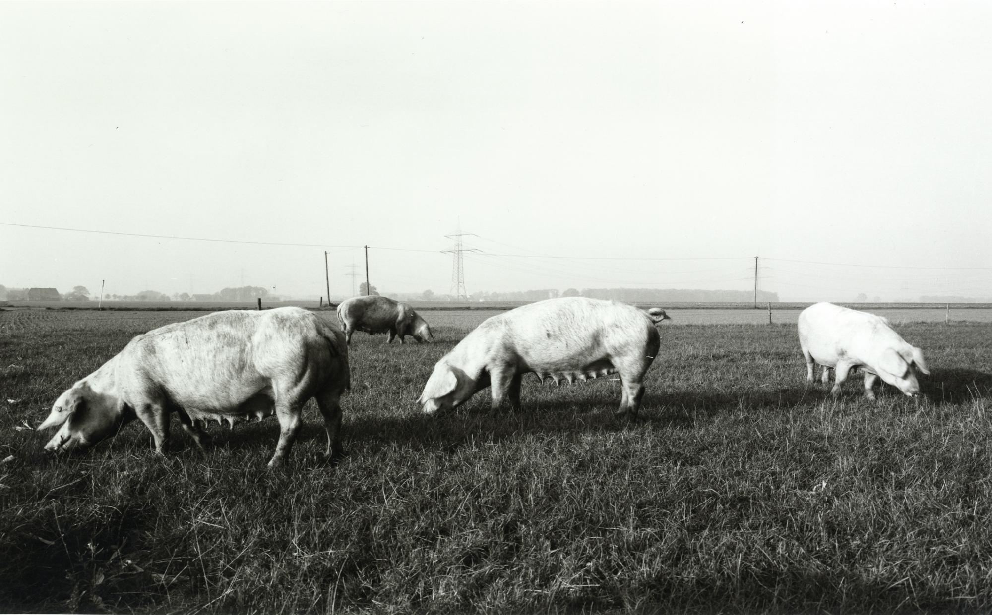 Heinrich Riebesehl - »Stolzenau (Nienburg)« (Aus der Serie Agrarlandschaften)