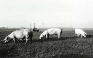 Heinrich Riebesehl - »Stolzenau (Nienburg)« (Aus der Serie Agrarlandschaften)