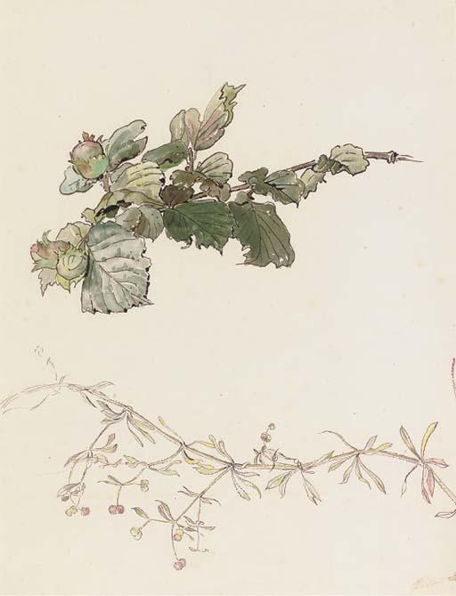 Helen Beatrix Potter - Bedstraw and hazlenuts (illustrated)