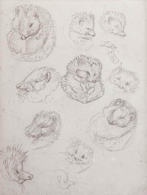 Helen Beatrix Potter - Studies for Miss Tiggy-winkle