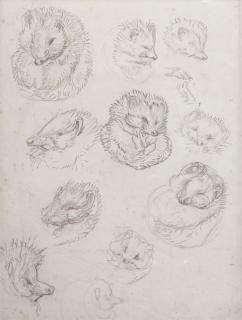 Helen Beatrix Potter - Studies for Miss Tiggy-winkle